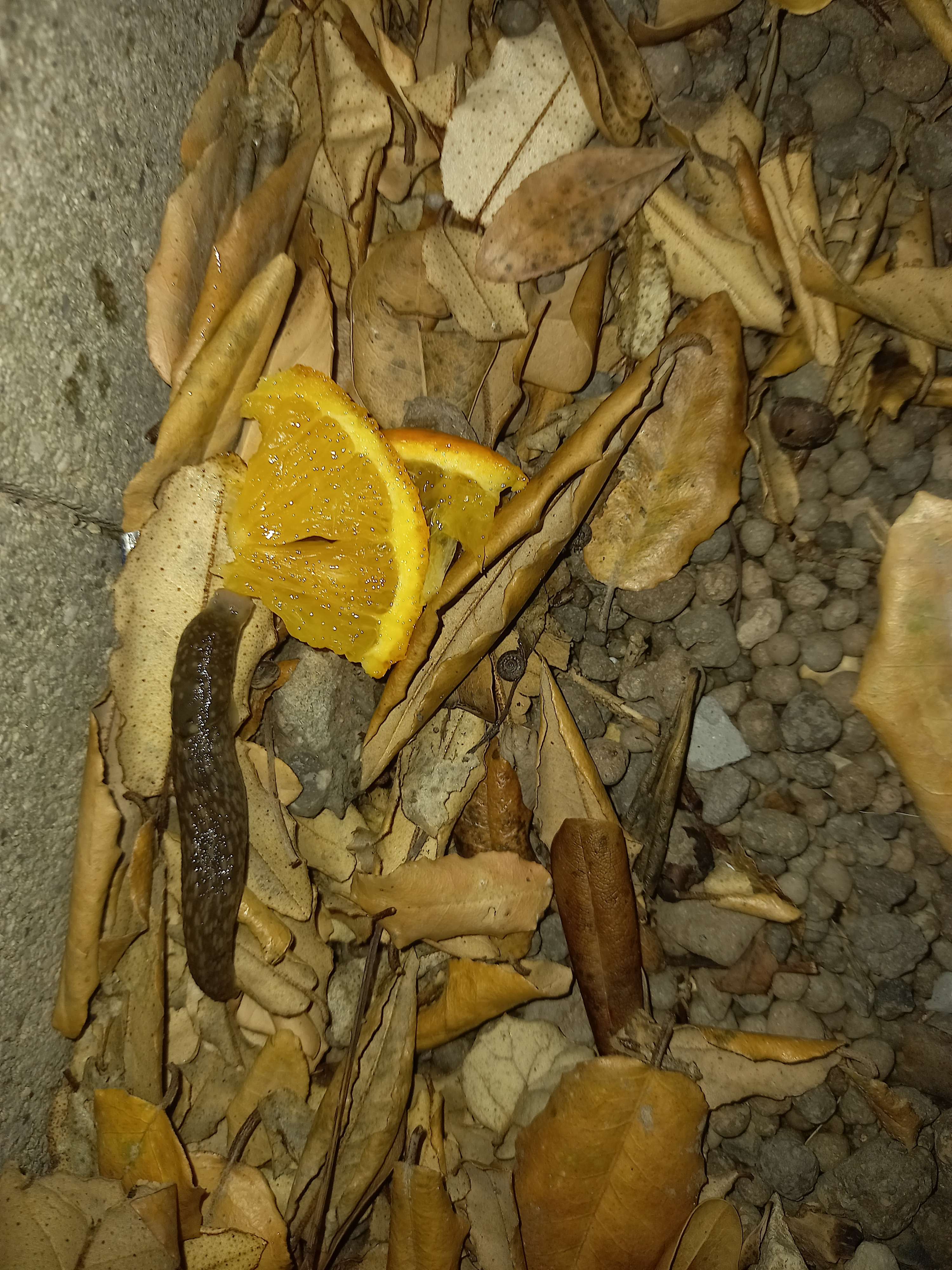slug orange